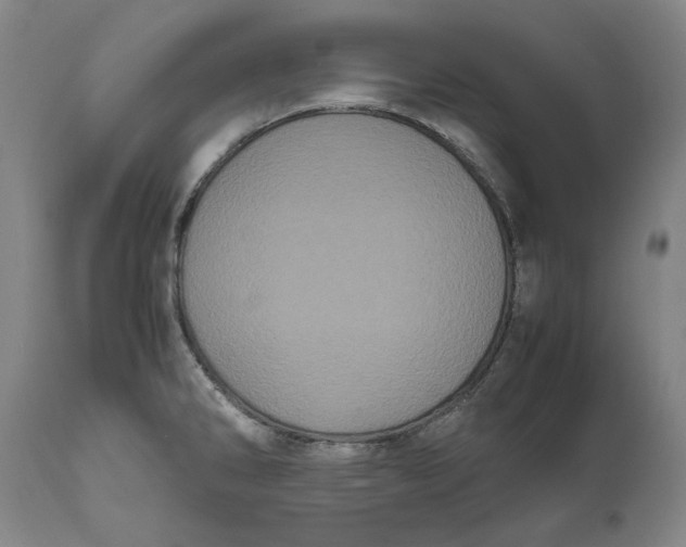 X0000111121286200907211041