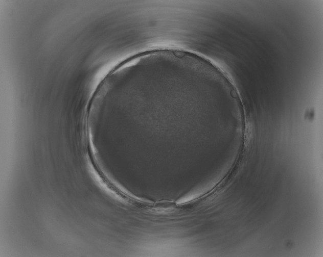 X0000111121295200907211041