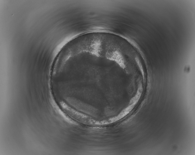 X0000111121333200907211041