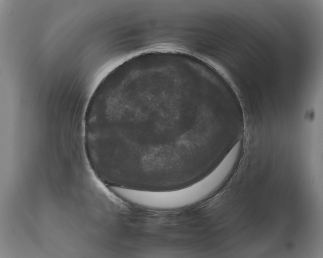 X0000111121335200907211041