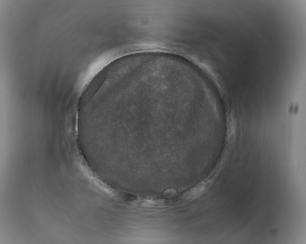 X0000111121365200907211040