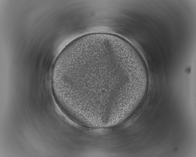 X0000111121390200907211040