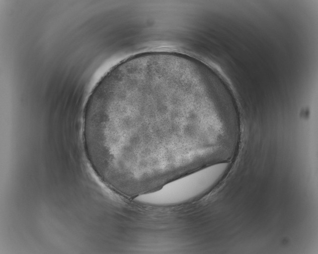 X0000111121424200907211040