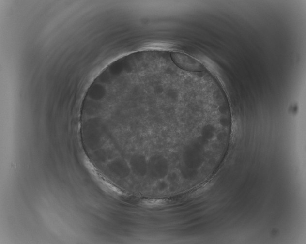 X0000111121435200907211040