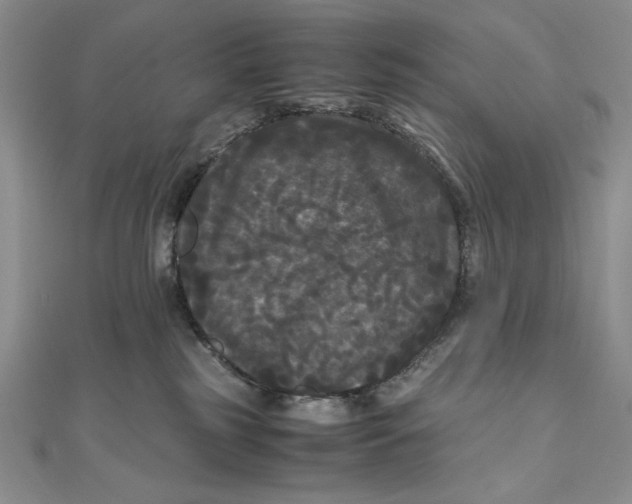 X0000111120185200907281037