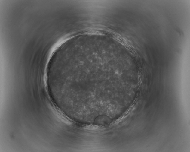 X0000111120294200907281035