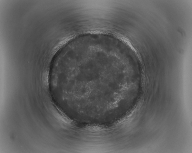 X0000111120299200907281035