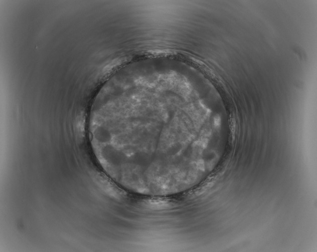 X0000111120668200907281030