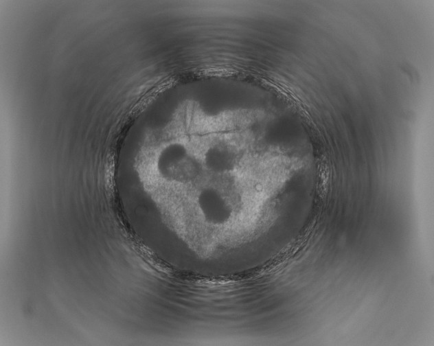 X0000111120745200907281029
