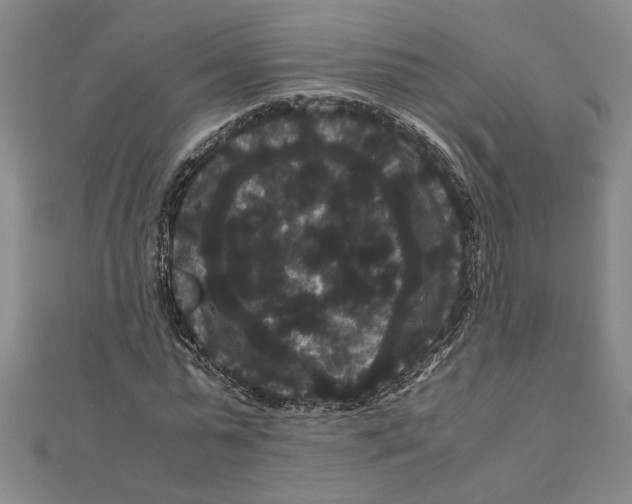 X0000111120775200907281028