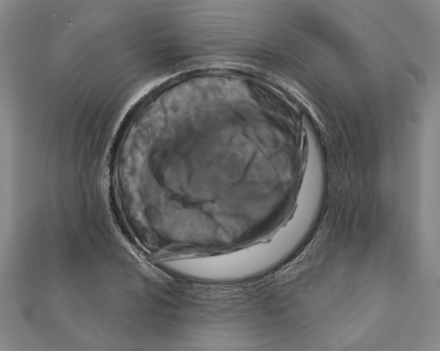 X0000111121024200907281024