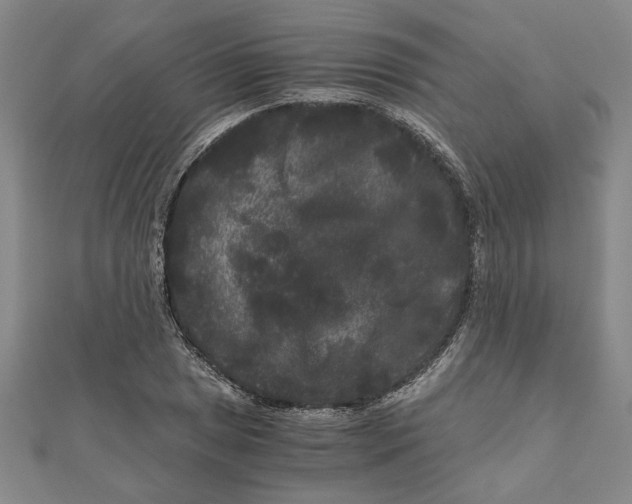 X0000111121025200907281024