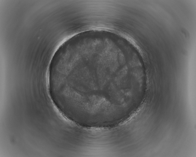X0000111121032200907281024