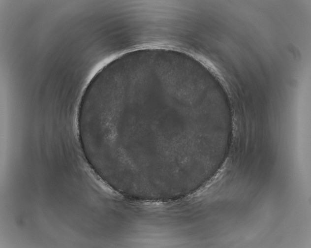 X0000111121230200907281022