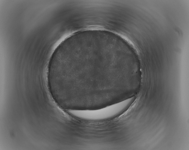 X0000111121325200907281021