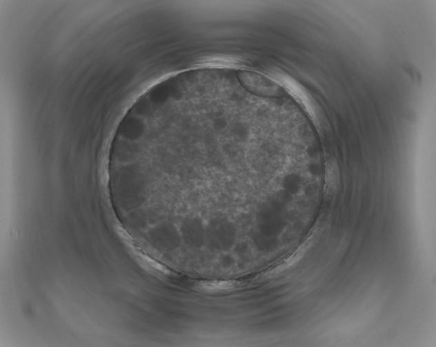 X0000111121435200907281020