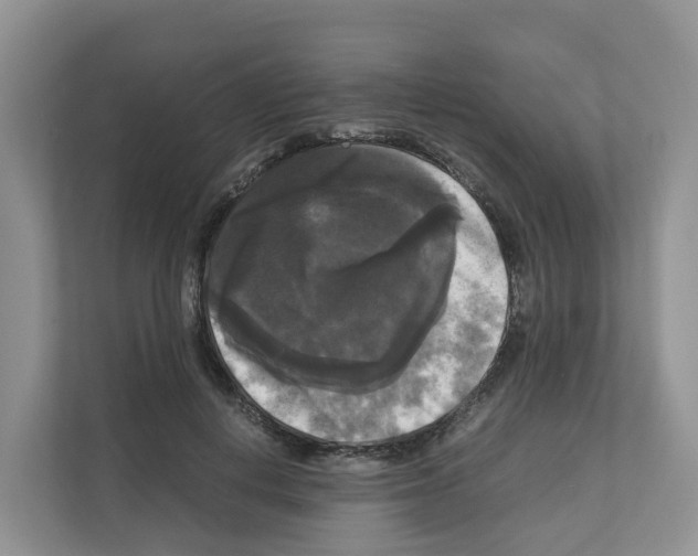 X0000111120648200908111020
