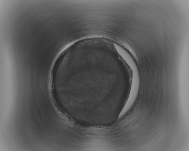X0000111120724200908111018