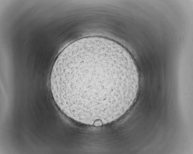 X0000111121521200908111009