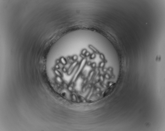 X0000111130029200906301116