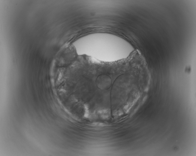 X0000111130169200906301114