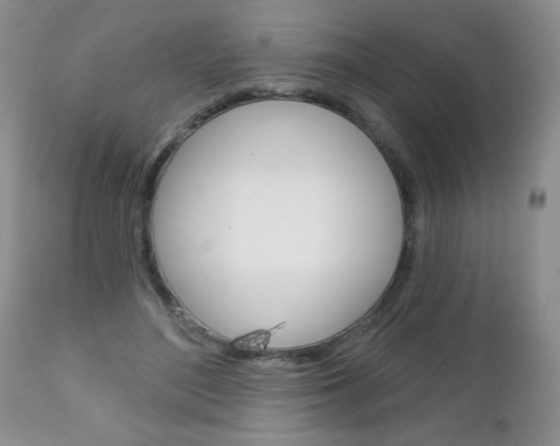 X0000111130500200906301109