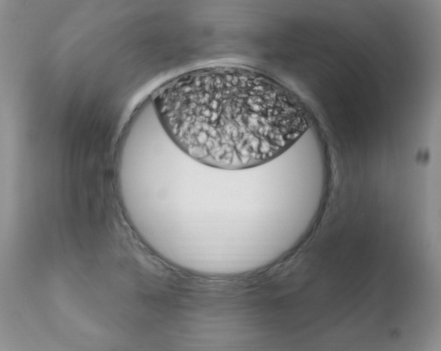 X0000111131316200906301056