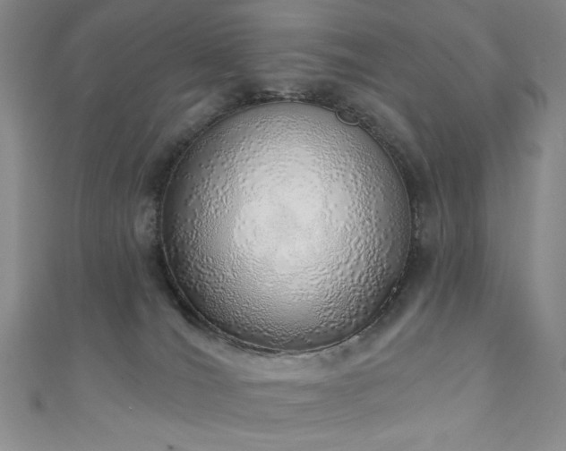 X0000111130036200906301219