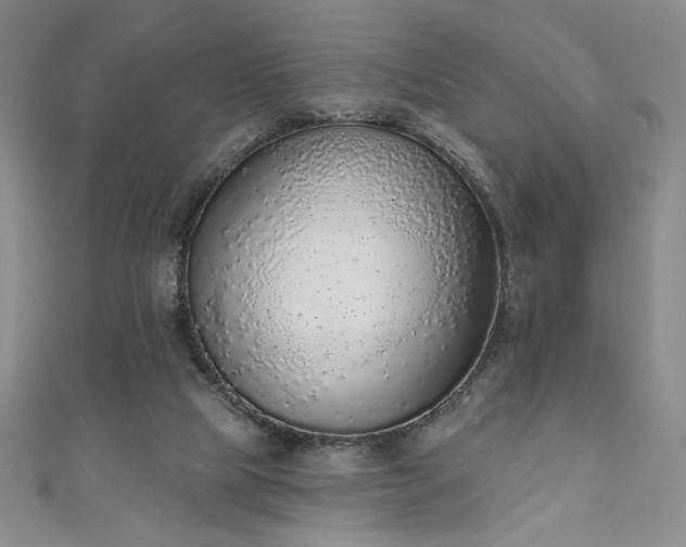 X0000111130065200906301218