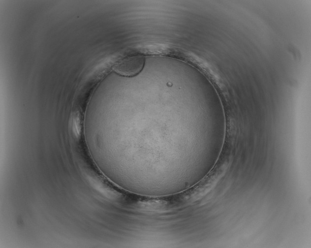 X0000111130069200906301218