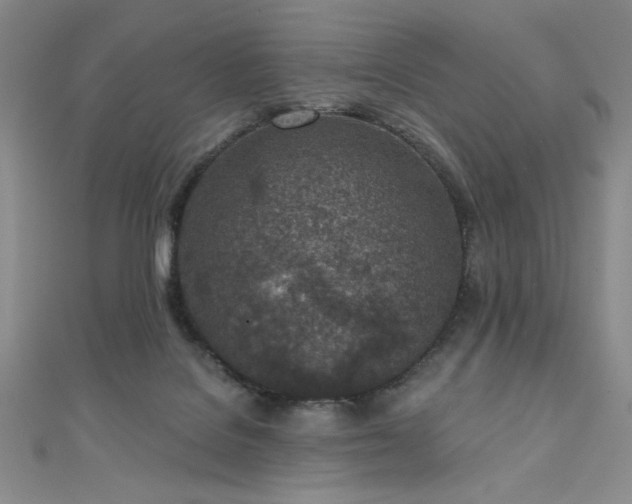 X0000111130076200906301218
