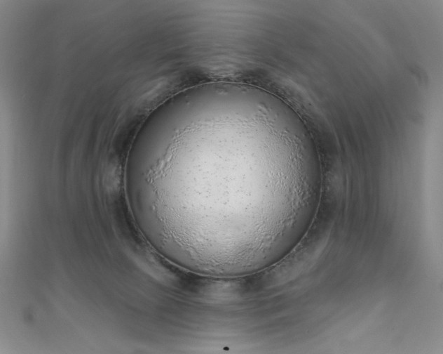 X0000111130081200906301219