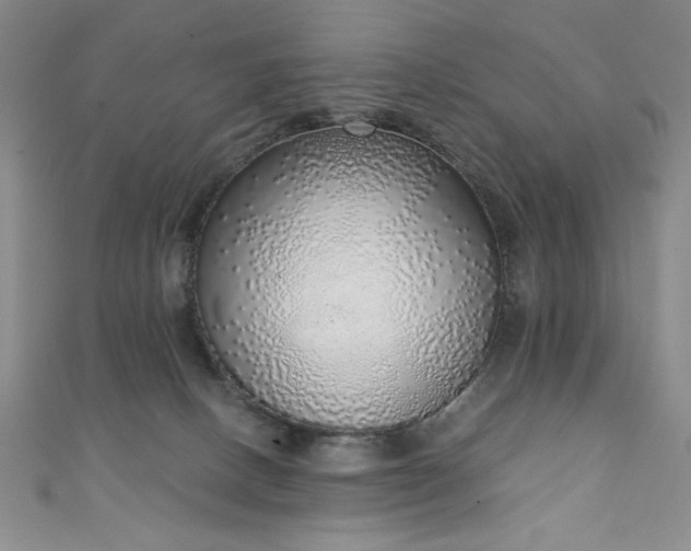 X0000111130082200906301219