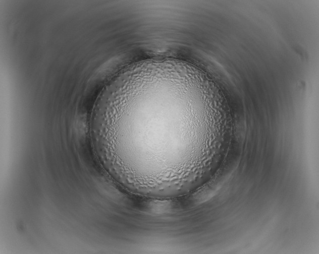 X0000111130085200906301219