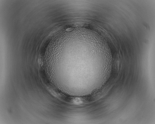 X0000111130091200906301219