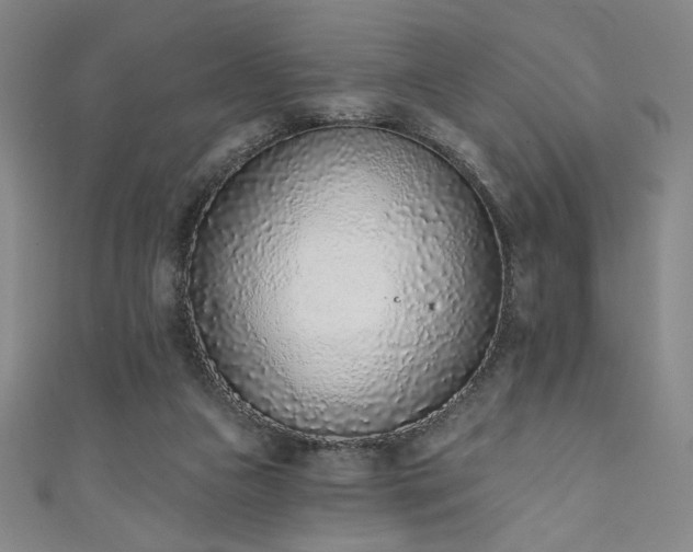X0000111130161200906301217