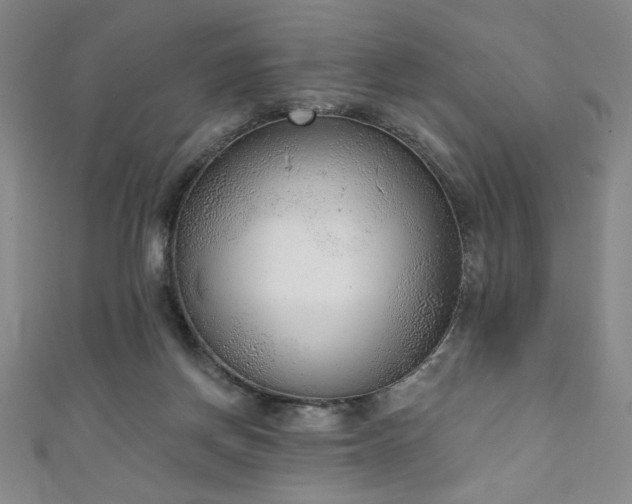 X0000111130166200906301217