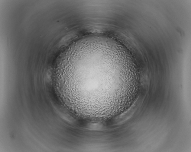 X0000111130175200906301217