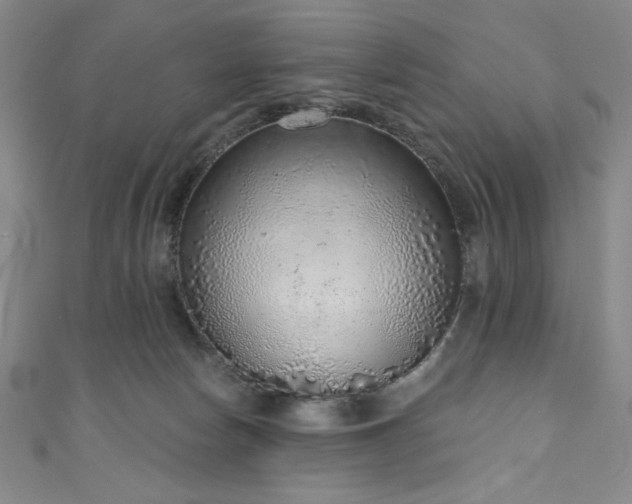 X0000111130178200906301217