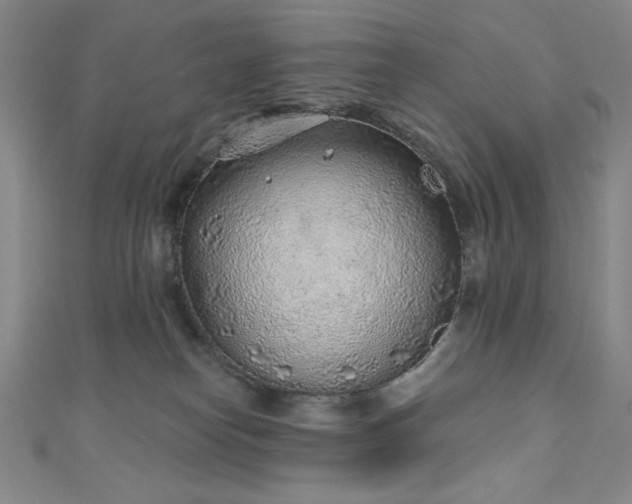 X0000111130182200906301217
