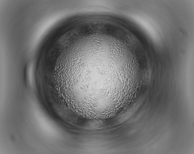 X0000111130189200906301217