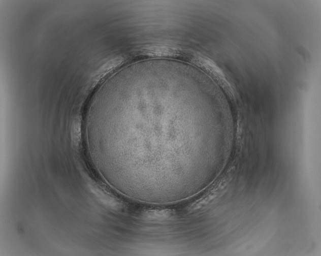 X0000111130202200906301217