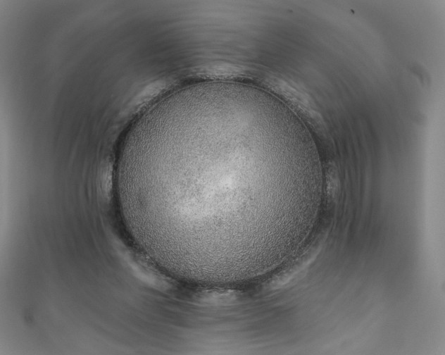 X0000111130206200906301217