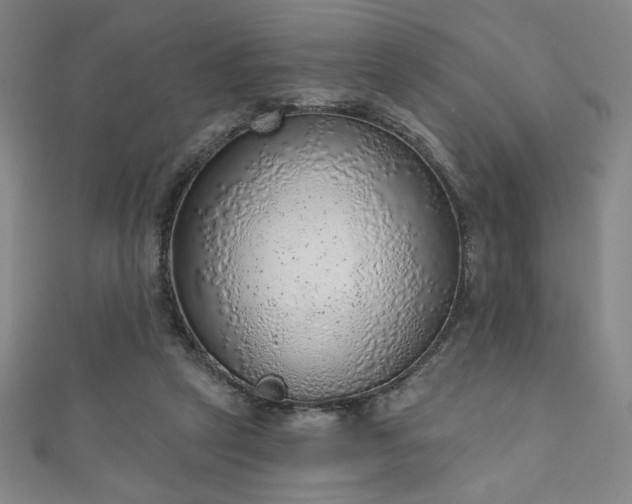 X0000111130257200906301216