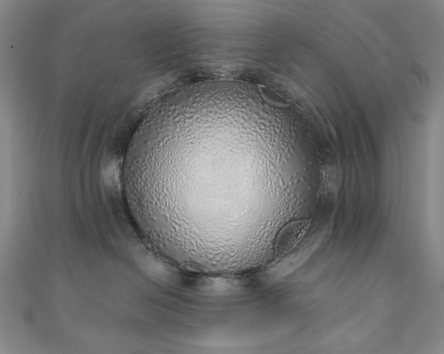 X0000111130286200906301216