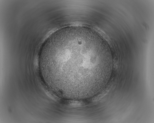 X0000111130347200906301215