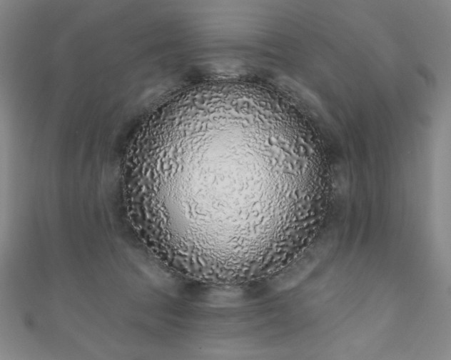 X0000111130369200906301215