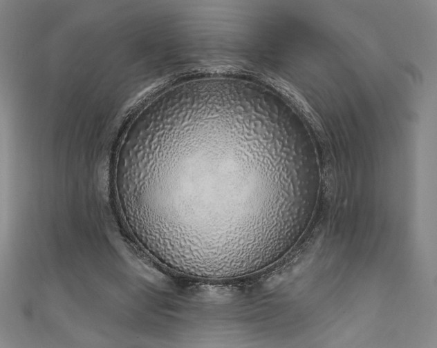 X0000111130442200906301213