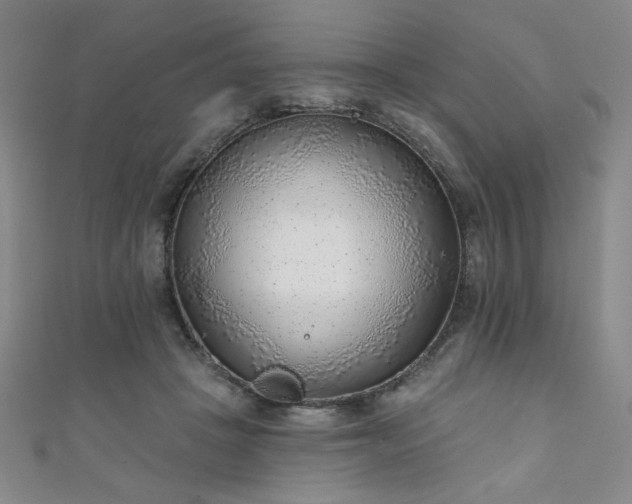X0000111130457200906301213