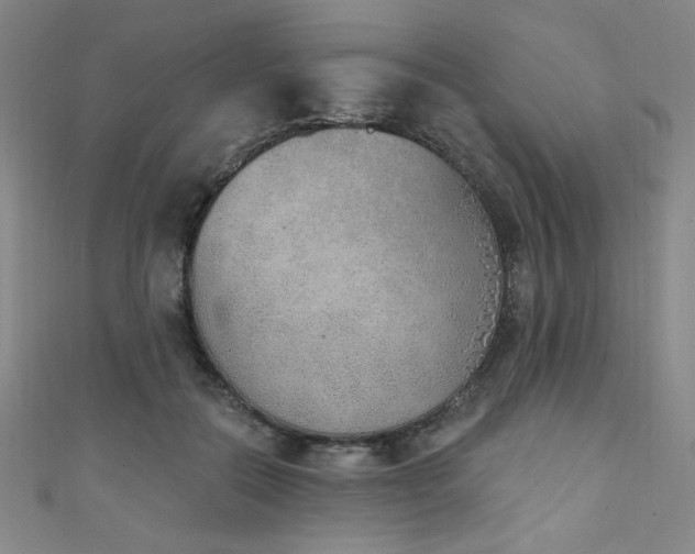 X0000111130554200906301212